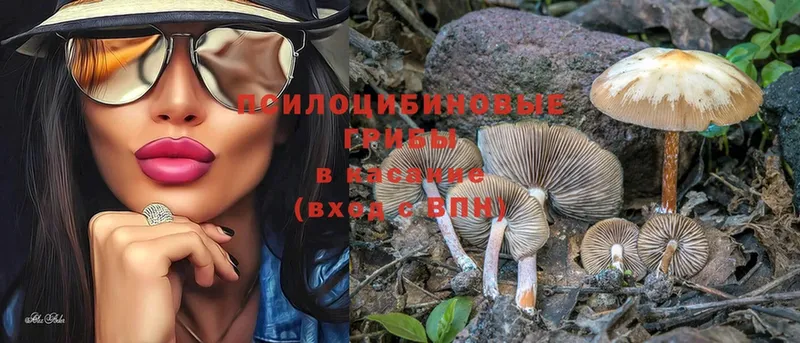 Галлюциногенные грибы Psilocybe  Белоусово 